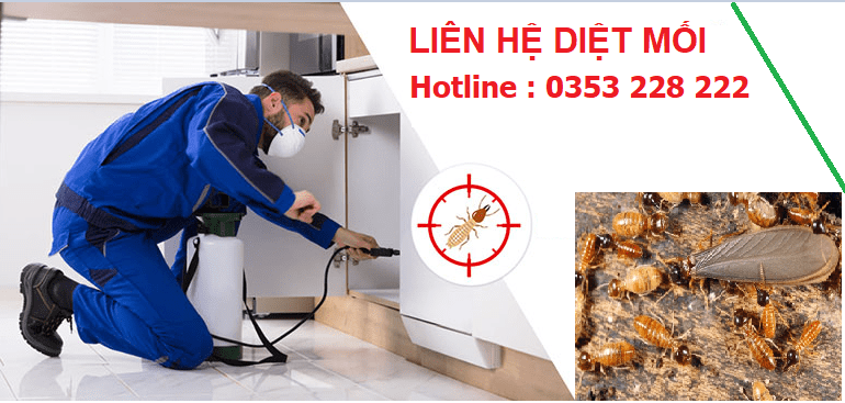 Diệt mối tại hải Phòng